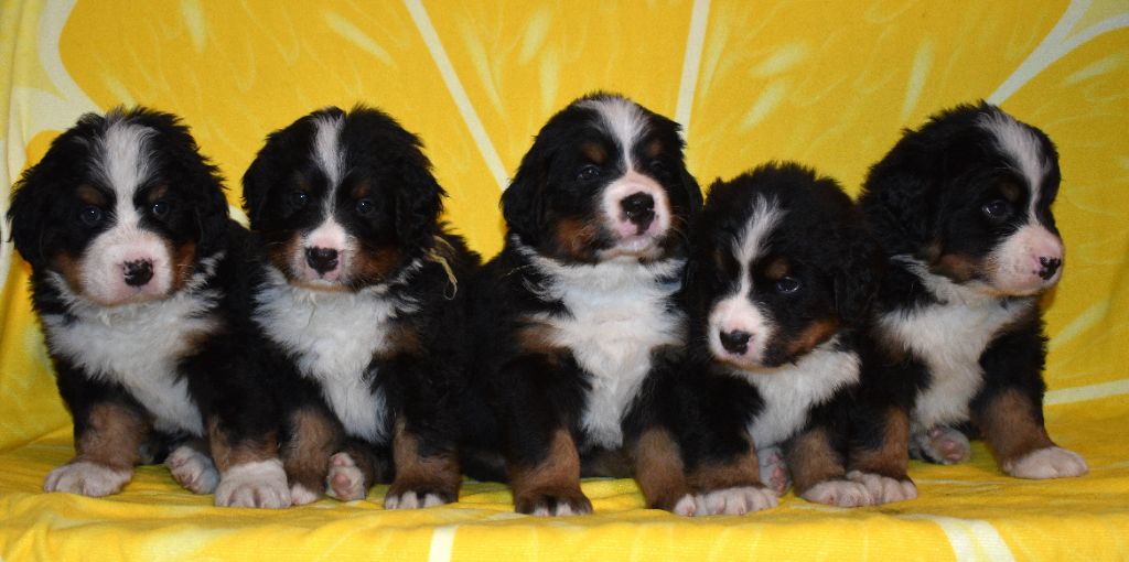 chiot Bouvier Bernois De La Petite Monge