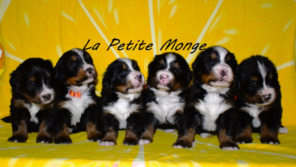 chiot Bouvier Bernois De La Petite Monge