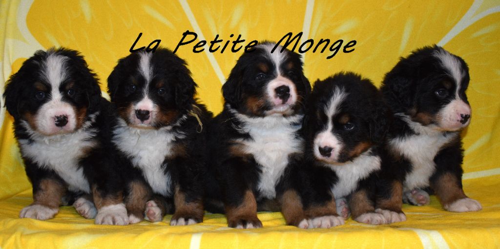 3 chiots sont disponibes