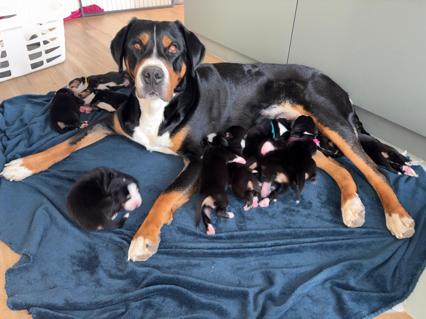 Chiot Grand bouvier suisse De La Petite Monge