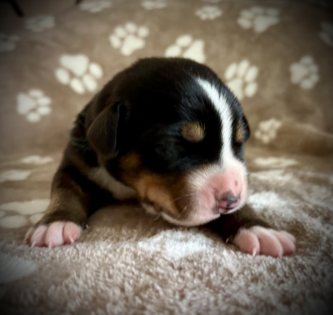 De La Petite Monge - Chiots disponibles - Grand bouvier suisse