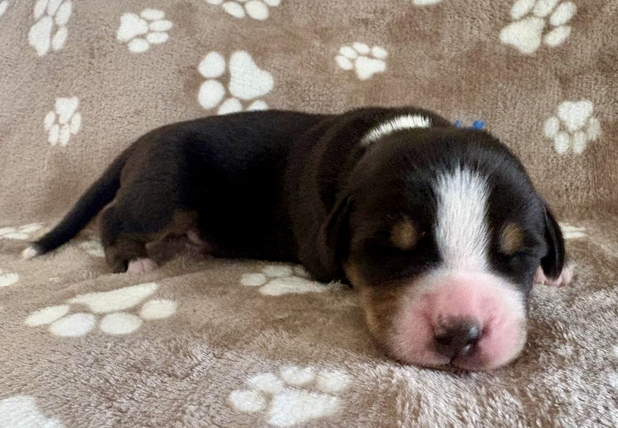 De La Petite Monge - Chiots disponibles - Grand bouvier suisse