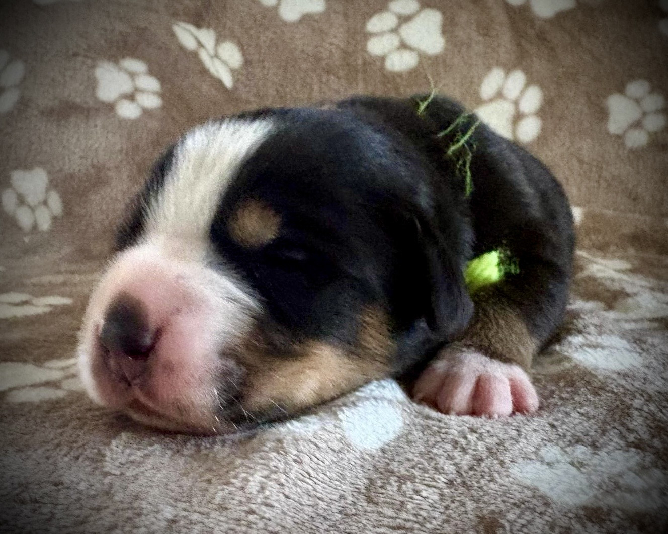 De La Petite Monge - Chiots disponibles - Grand bouvier suisse