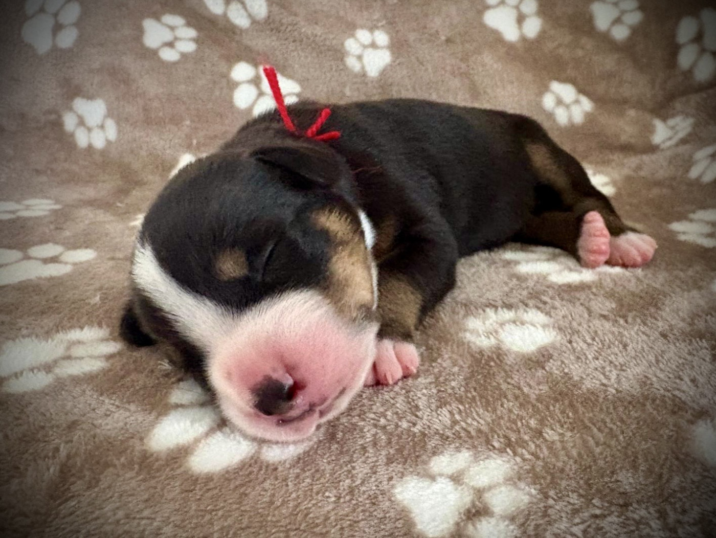 De La Petite Monge - Chiots disponibles - Grand bouvier suisse