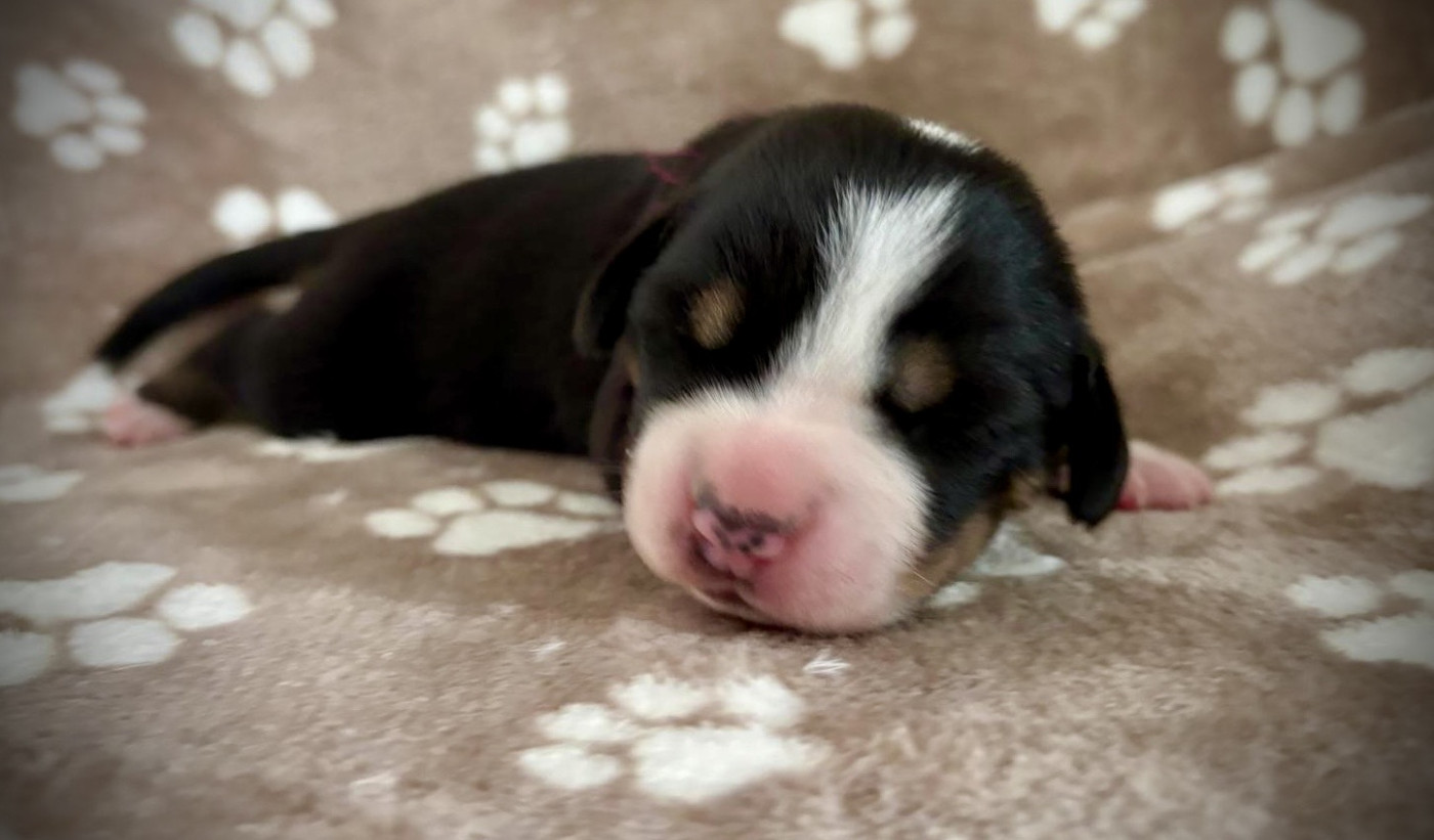 De La Petite Monge - Chiots disponibles - Grand bouvier suisse