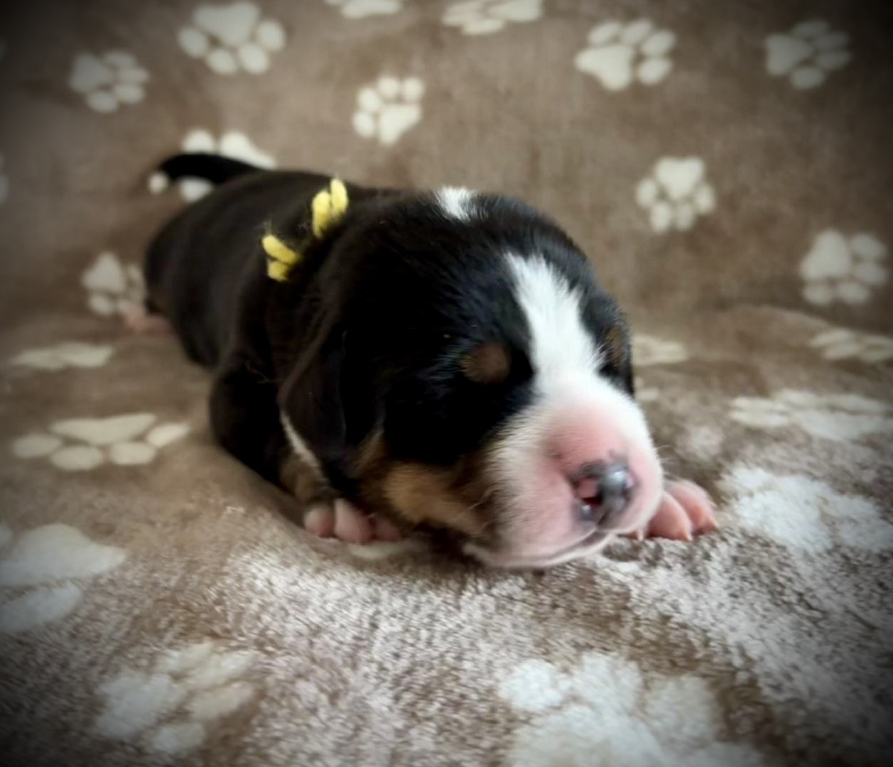 De La Petite Monge - Chiots disponibles - Grand bouvier suisse