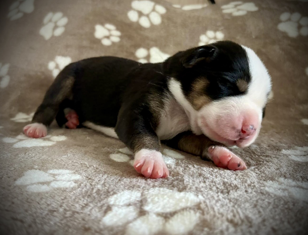 De La Petite Monge - Chiots disponibles - Grand bouvier suisse
