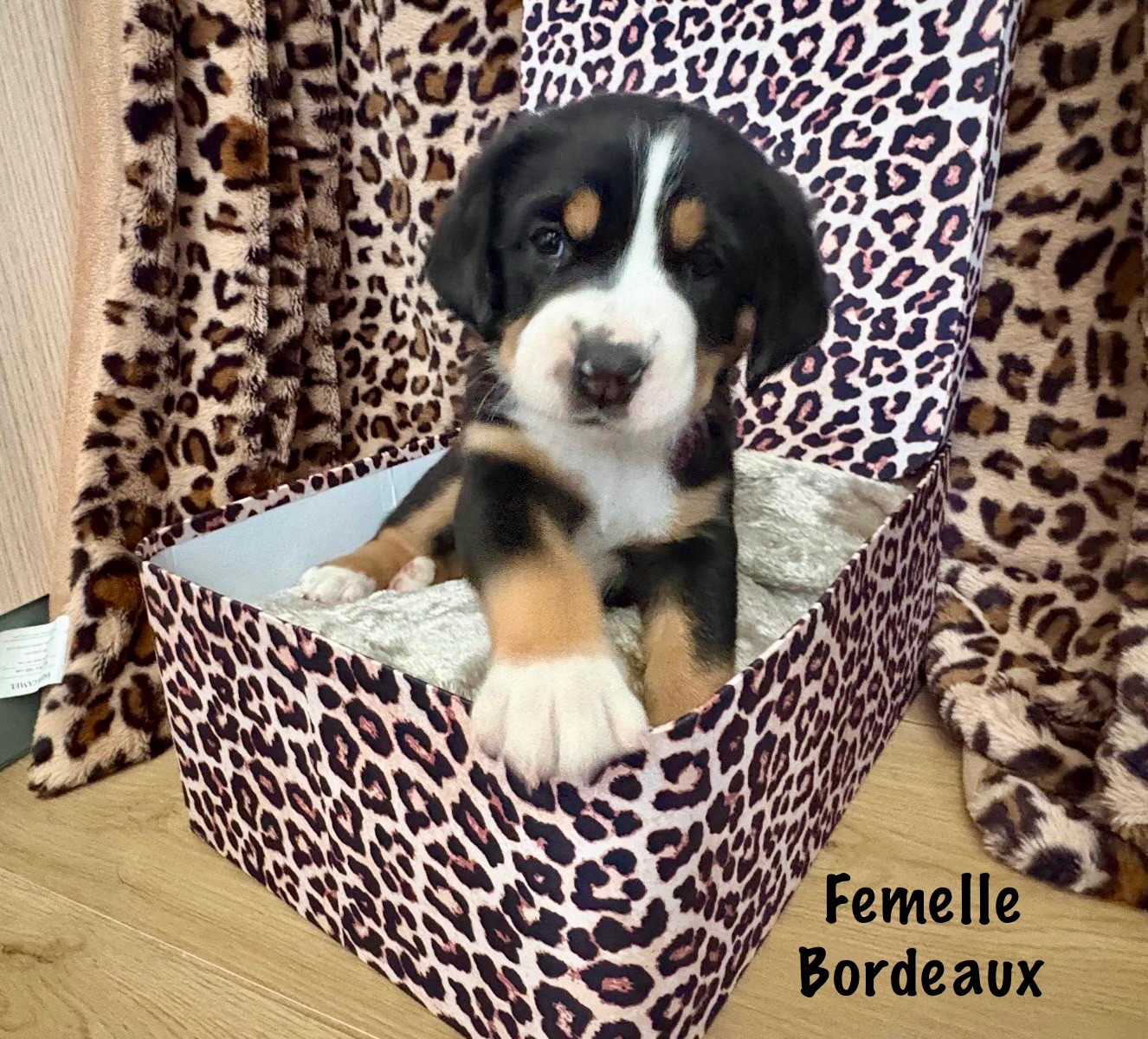 De La Petite Monge - Chiots disponibles - Grand bouvier suisse