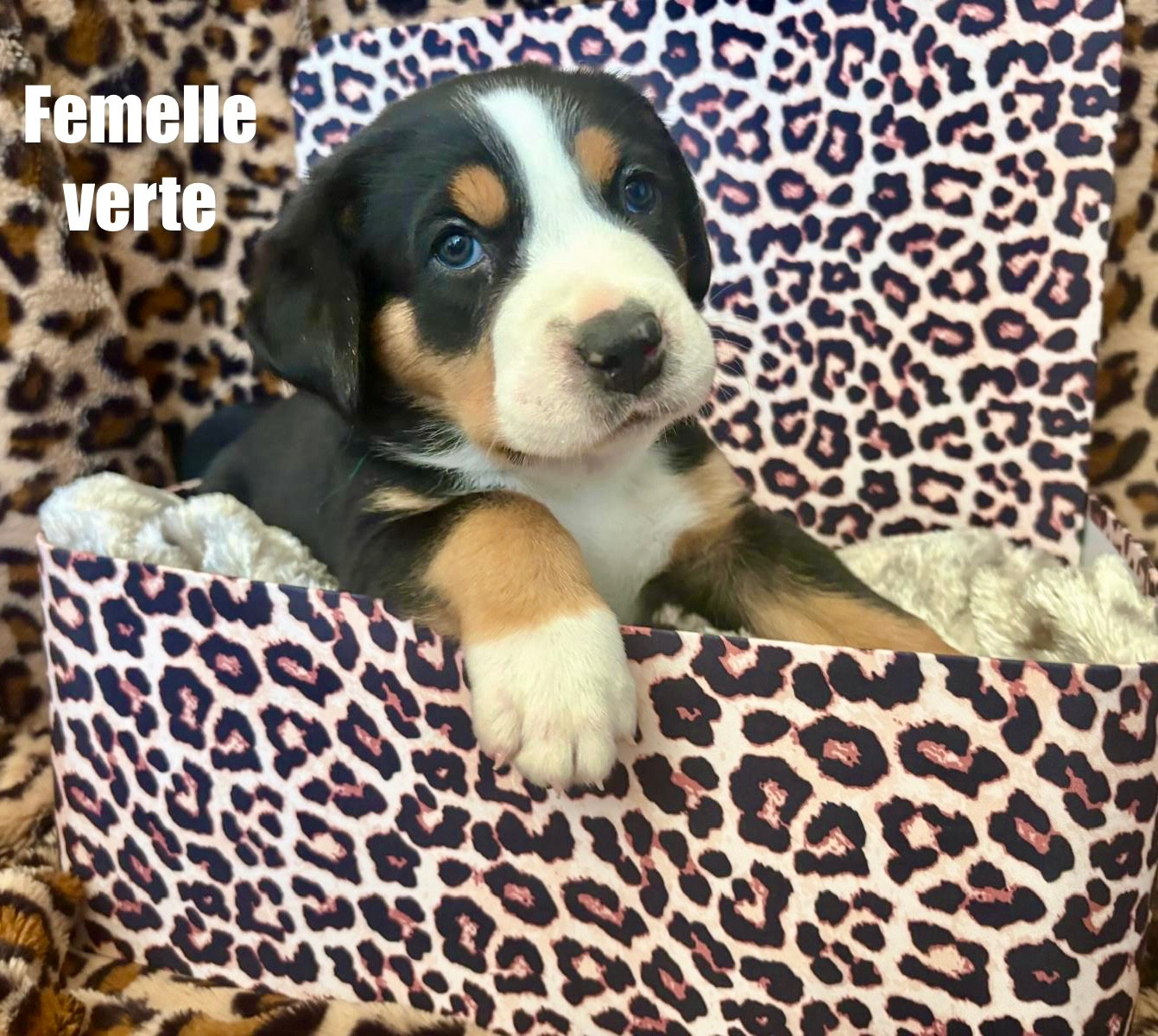 De La Petite Monge - Chiots disponibles - Grand bouvier suisse