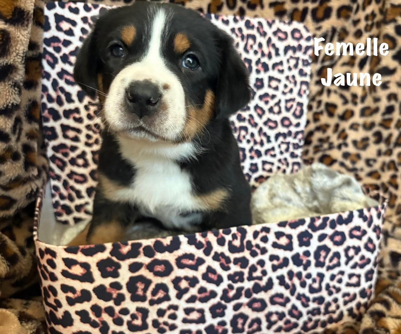 De La Petite Monge - Chiots disponibles - Grand bouvier suisse