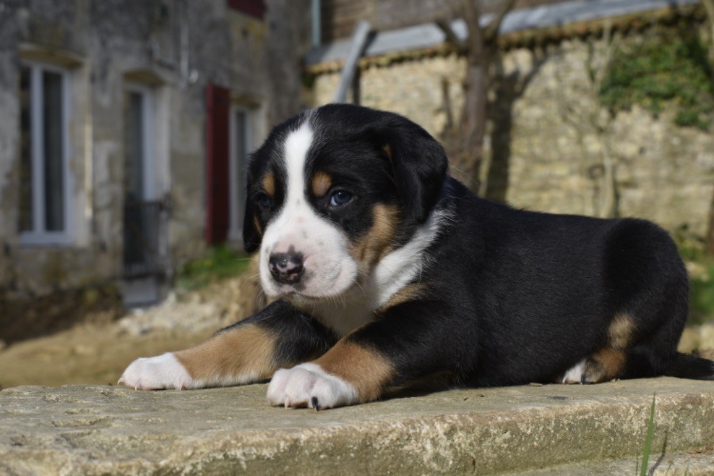 De La Petite Monge - Chiots disponibles - Grand bouvier suisse