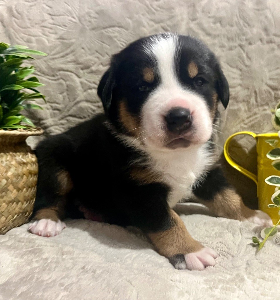 De La Petite Monge - Chiots disponibles - Grand bouvier suisse