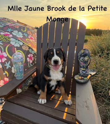 Brook de La Petite Monge