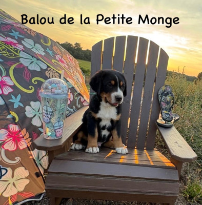Balou de la Petite Monge