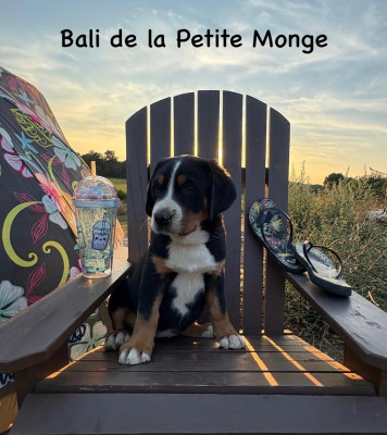 Bali de La Petite Monge
