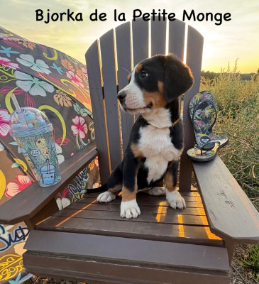 Bjorka de la Petite Monge