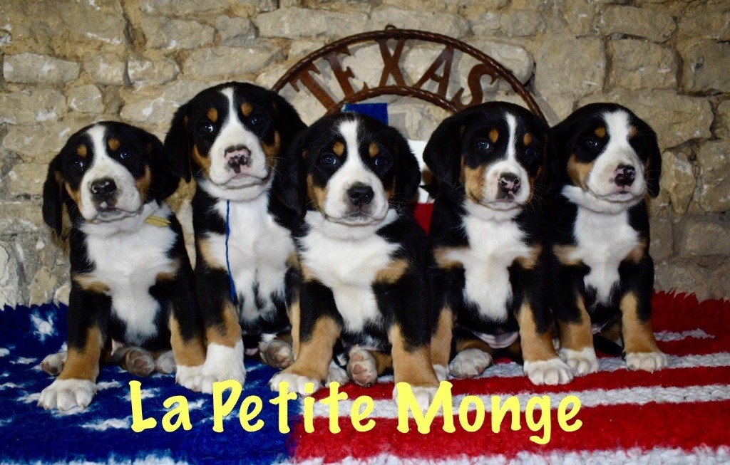 De La Petite Monge - Grand bouvier suisse - Portée née le 17/02/2025