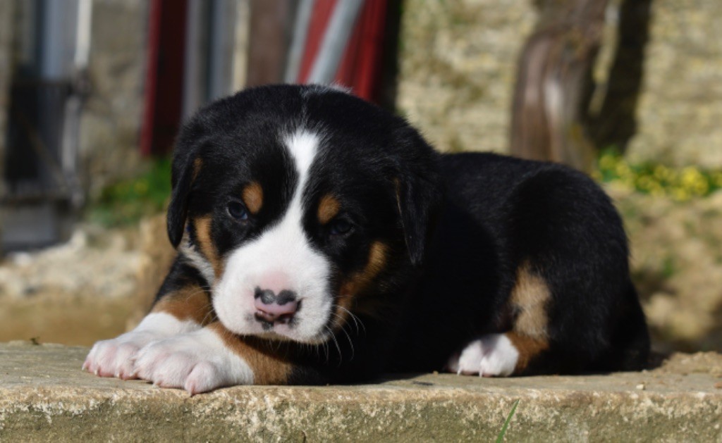 De La Petite Monge - Chiots disponibles - Grand bouvier suisse